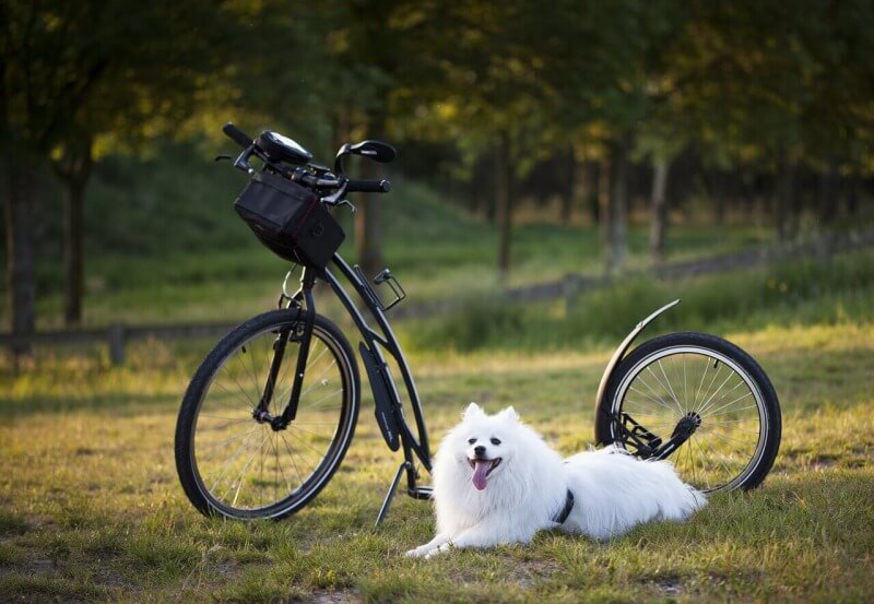 犬と自転車